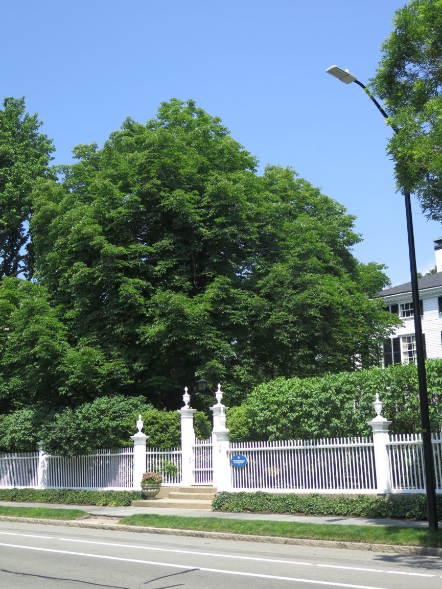 Chestnut Trees In Cambridge By Jason Weksner, Arborist - History Cambridge