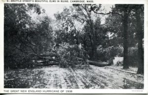 1.04 CPC - “No.6 – Brattle Street’s Beautiful Elms in Ruins, Cambridge, Mass. The Great New England Hurricane of 1938” ca.1938-1950 [Tichnor Bros., Inc., Boston, MA] Photograph: Boston Post