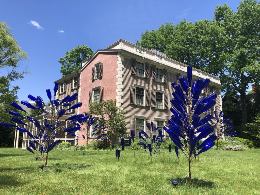 Several blue bottle trees on a green lawn in front of a three story building in front of a blue sky