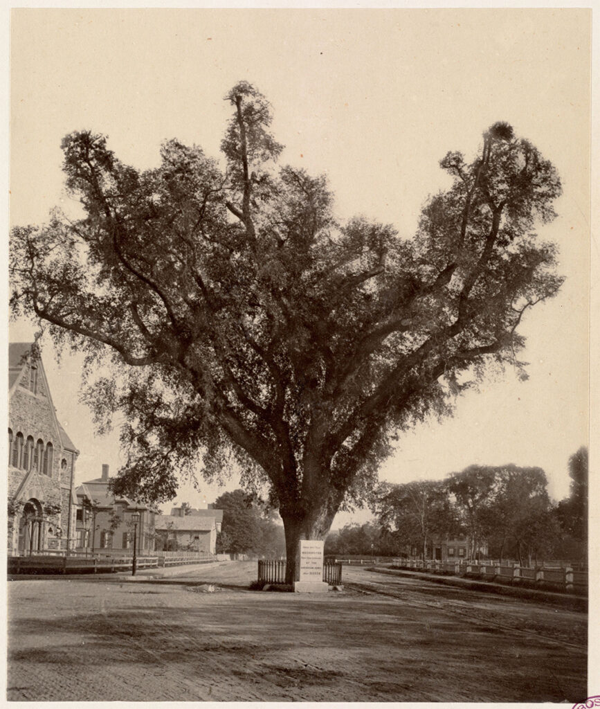 The Washington Elm on the 100th anniversary of the Battle of Bunker Hill, June 17, 1875. 