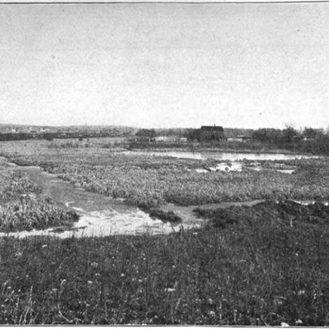 Wetlands of the Alewife in 1904, before the Little River was channelized.