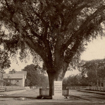 The Washington Elm on the 100th anniversary of the Battle of Bunker Hill, June 17, 1875. (Photo: Digital Commonwealth)