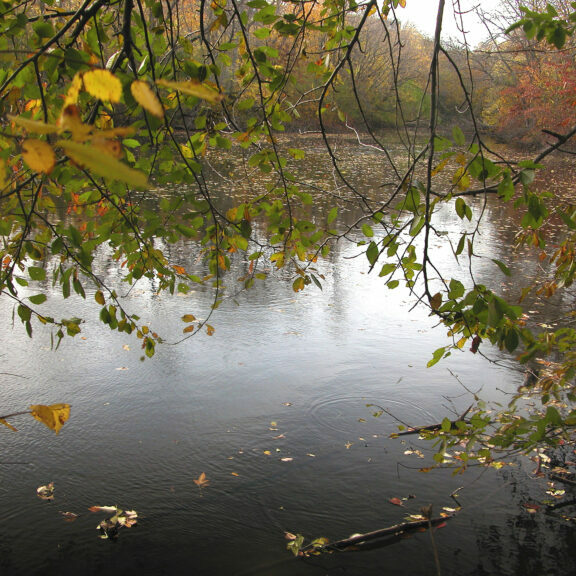 Small pond on a grey day surrounded by autumn trees.